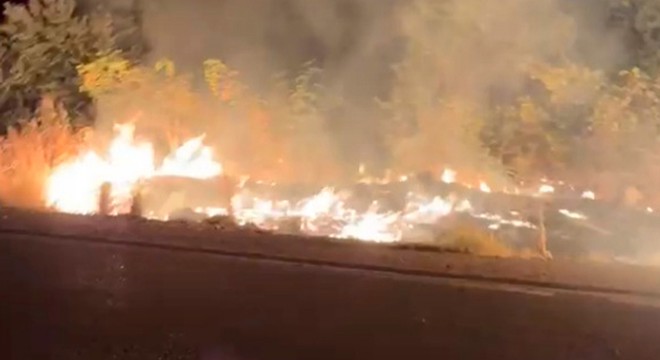 Antalya'daki yangında zeytinlik zarar gördü