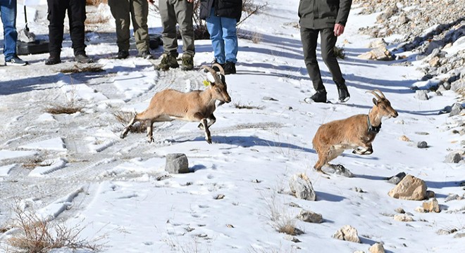 Antalya'dan Afyonkarahisar'a 7 yaban keçisi