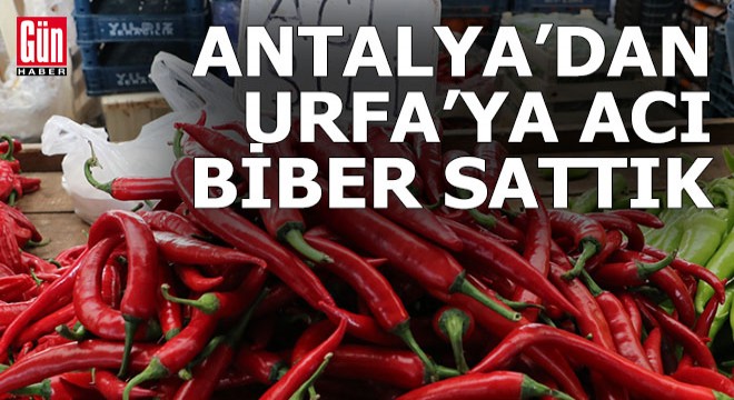 Antalya'dan acı diyarı Urfa'ya acı biber sattık
