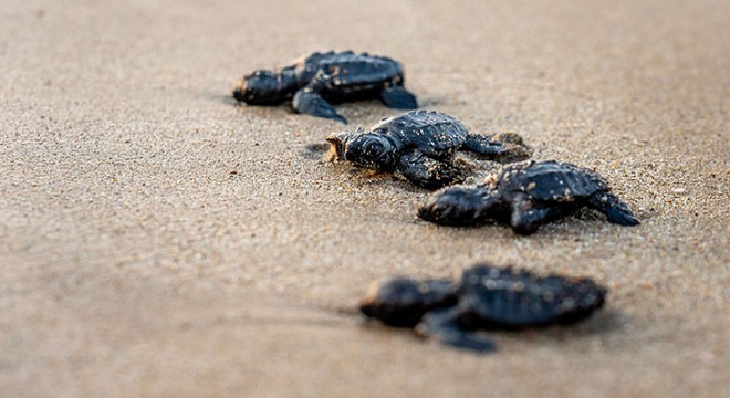 Antalya'dan yolcu edilen caretta 'Altın' Libya, 'Gümüş' Tunus kıyılarında