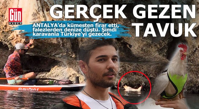 Antalya'nın gerçek gezen tavuğu