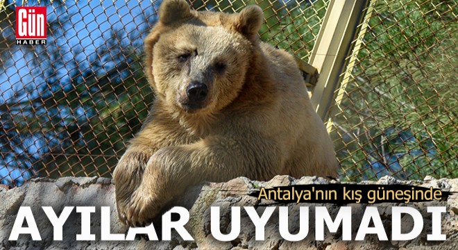 Antalya'nın kış güneşinde ayılar uyumadı