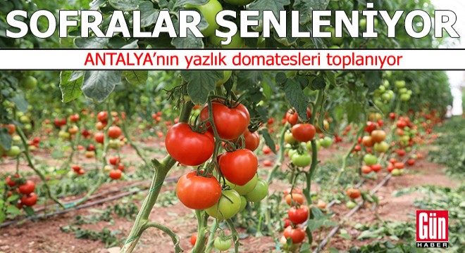 Antalya'nın yazlık domatesleri toplanıyor