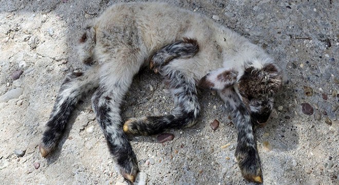 Antalyalı besicinin '5 bacaklı kuzu' şaşkınlığı