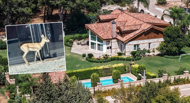 Antalyalı iş insanının beslediği yavru ceylan kaçtı
