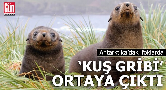 Antarktika’daki foklarda ‘Kuş gribi’ ortaya çıktı