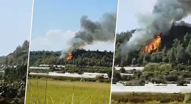 Arı kovanlarını tütsüleyecekti ormanı yaktı