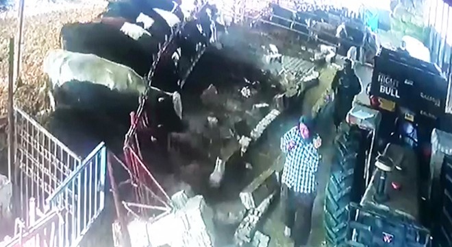 Aşı yapılacak büyükbaş hayvanlar, ürküp demiri sökerek duvarı yıktı