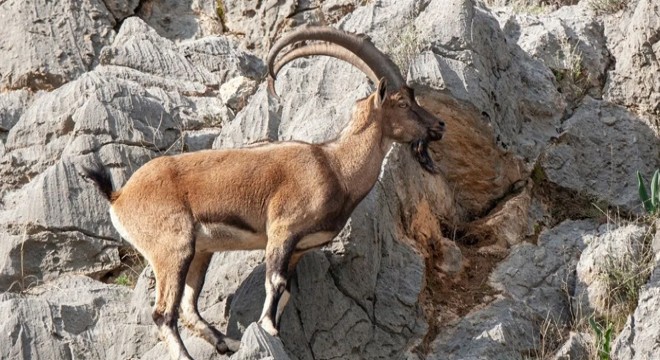 Av sezonu kapanıyor! Yasağa uymayana ağır ceza uygulanacak
