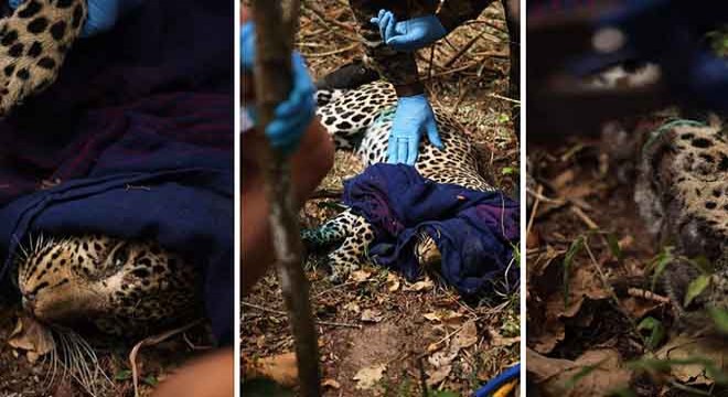 Avcı tuzağına yakalanan leopar kurtarıldı
