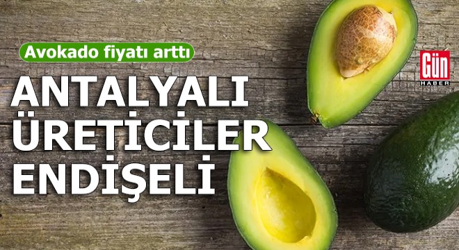 Avokado fiyatı arttı! Antalyalı üreticiler endişeli