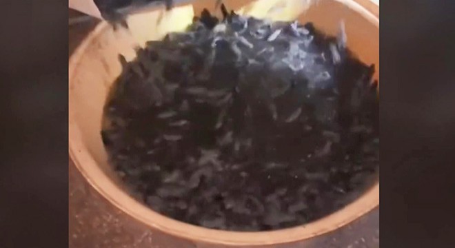 Avustralya’da fare istilasına '5 bin litrelik zehir' çözümü