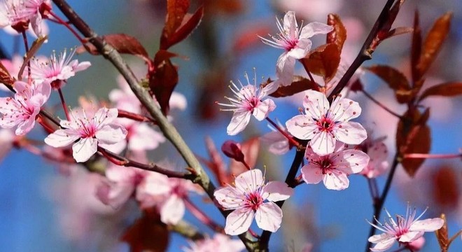 Bahar havası geldi: Sıcaklıklar artıyor