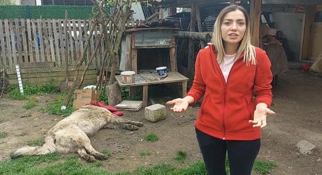 Bahçedeki köpek uyuşturucu iğne atıldıktan sonra öldü