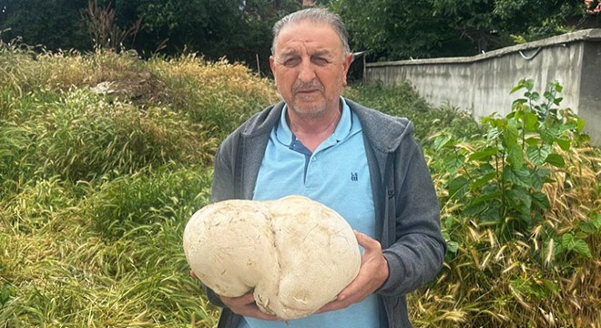 Bahçesinde 3,5 kiloluk mantar buldu