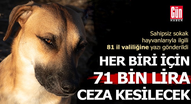 Bakanlıktan sahipsiz sokak hayvanları için valiliklere yazı; her biri için 71 bin lira ceza kesilecek