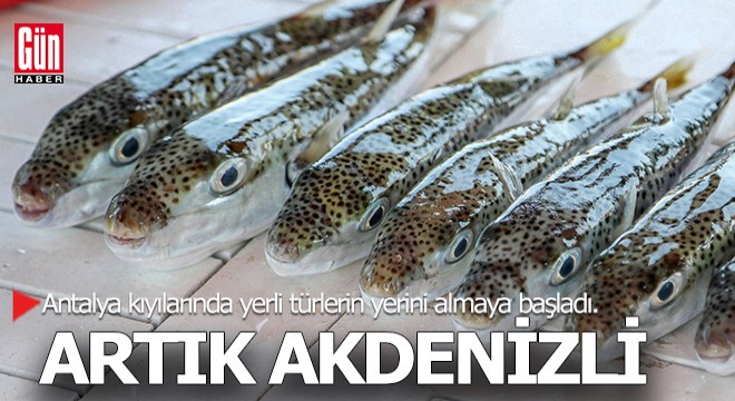 Balon balığı artık Akdenizli...