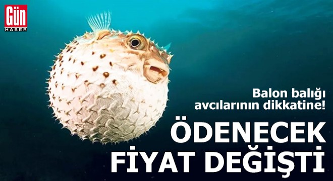 Balon balığı avcılarının dikkatine!