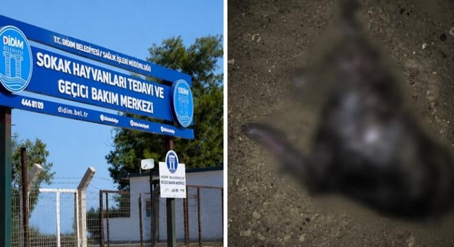 Barınakta skandal iddia
