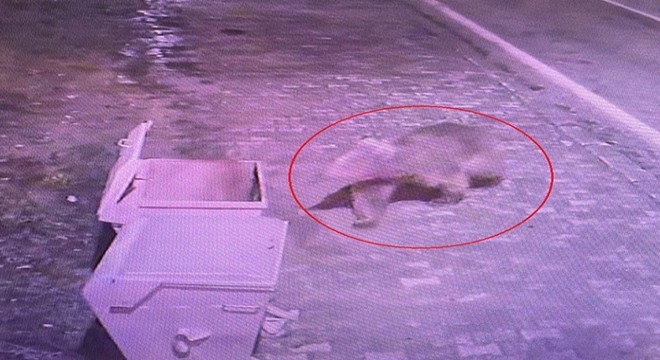 Barınaktan kaçan bozayı, 5'inci günde termal kameralarla aranıyor