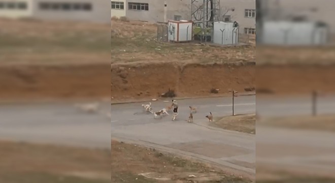 Başıboş köpekler yoldan geçenlere saldırdı