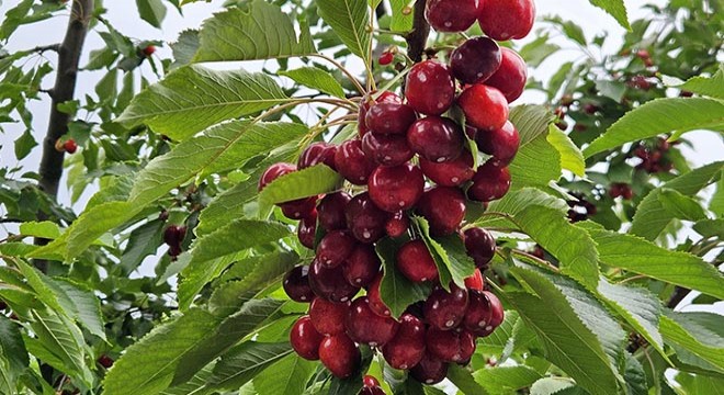 Batı Akdeniz'de kiraz-vişne ihracatından 40,6 milyon dolar gelir