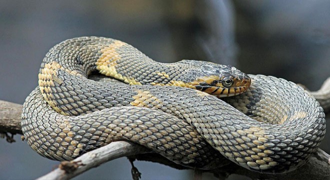 Bebek arabasındaki yılan parkta panik yarattı