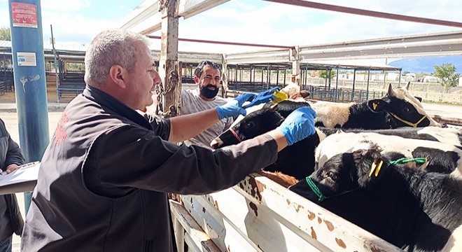 Belgesiz hayvan nakline ceza