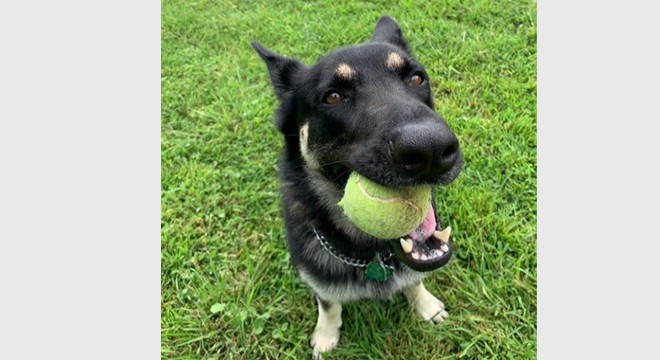 Biden’ın köpeği 'Major' Beyaz Saray'ı birbirine kattı