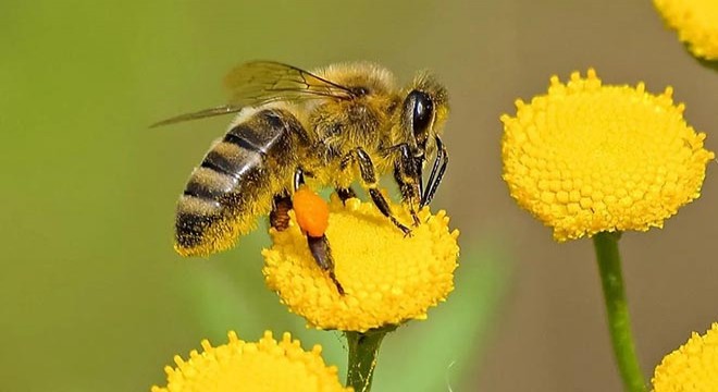 Bilim insanları uyardı: Savaş ve mikroplastikler arıları tehdit ediyor