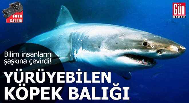 Bilim insanlarını şaşkına çevirdi! Yürüyebilen köpek balığı...