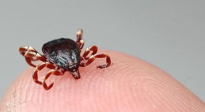 Vücuduna kene yapışan bir kişi daha hayatını kaybetti