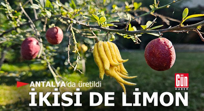 Bir küçücük fıçıcık içi dolu havyarcık