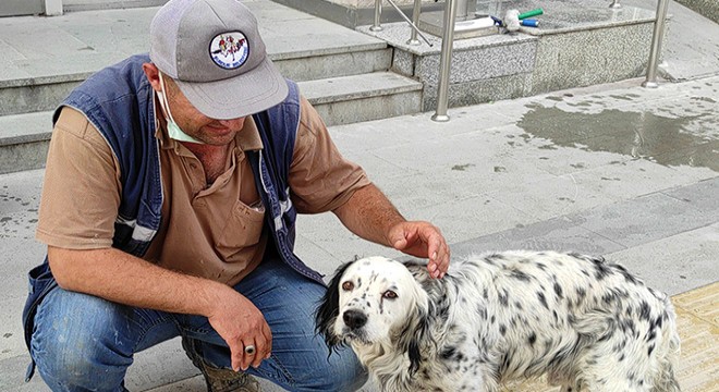 Bitkin haldeki köpek tedaviye alındı