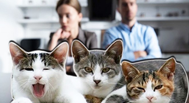 Boşanan çiftin 'kedi velayeti' krizi
