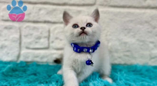 British Shorthair Kedilerin Günlük Yaşama Uyumu