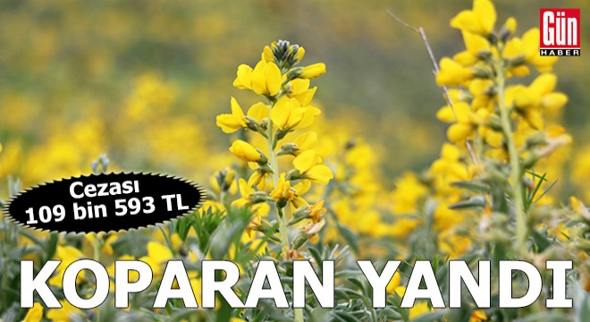 Bu çiçeği koparan yandı! Cezası 109 bin 593 lira