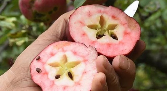 Bu elma Türkiye'nin sadece bir ilçesinde yetişiyor