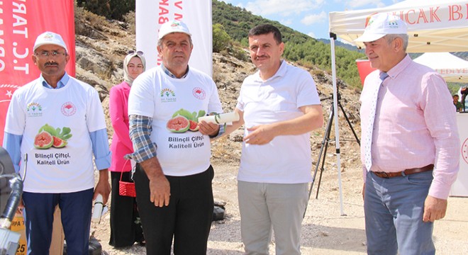 Bucak'ta ayçiçeği hasadı ve tarla günü