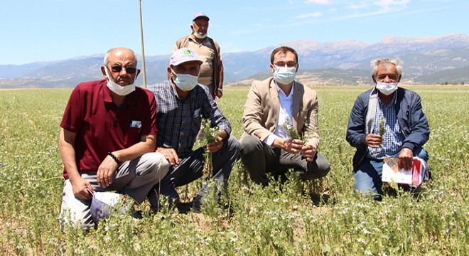 Bucak'ta çiftçilere buğday tanıtımı