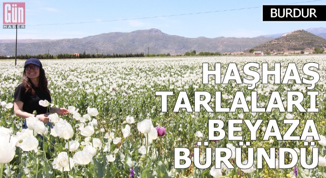 Bucak'ta haşhaş tarlaları beyaza büründü