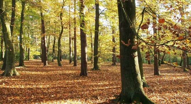 Bucak'ta ormana giriş yasaklandı