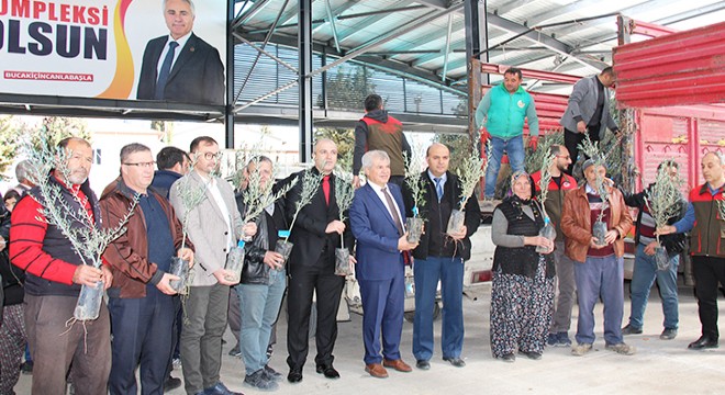 Bucak'ta üreticilere zeytin fidanı dağıtıldı