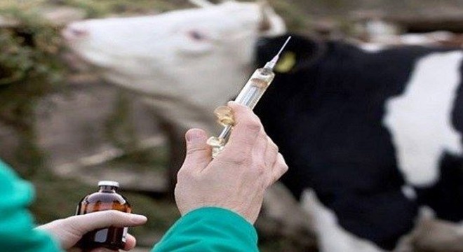 Bucak ve Çeltikçi'de şap hastalığı görüldü