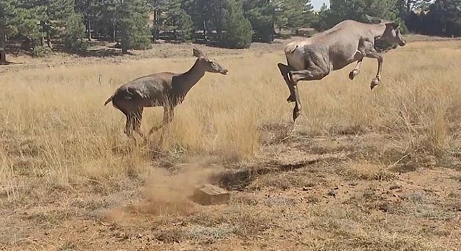 Burdur'a getirilen 3 kızılgeyik doğaya bırakıldı