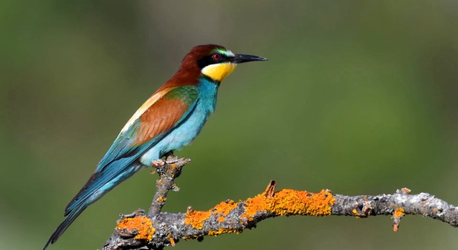 Burdur'da Dünya Göçmen Kuşlar Günü etkinliği