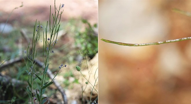Burdur'da akşamyıldızı bitkisinin yeni türü keşfedildi