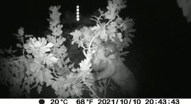 Burdur'da ilk defa bozayı görüntülendi