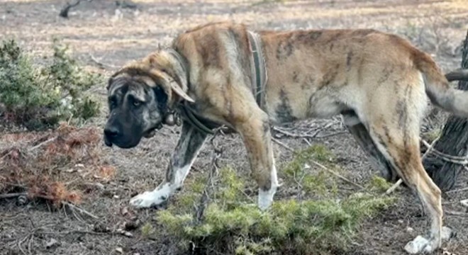 Burdur'da köpek dövüştürenlere para cezası