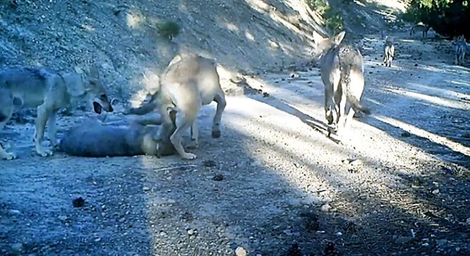 Burdur'da kurtlar, fotokapanda